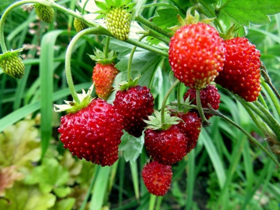 Земляника белая ремонтантная безусая