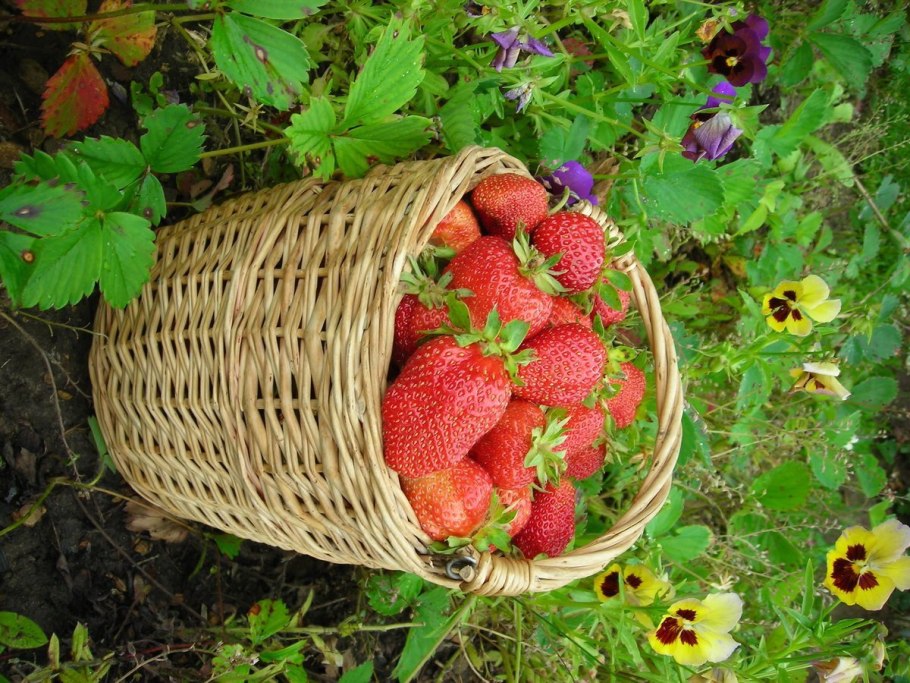 Земляника садовая виктория