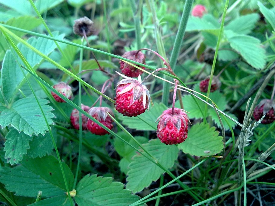 Земляника Александрия