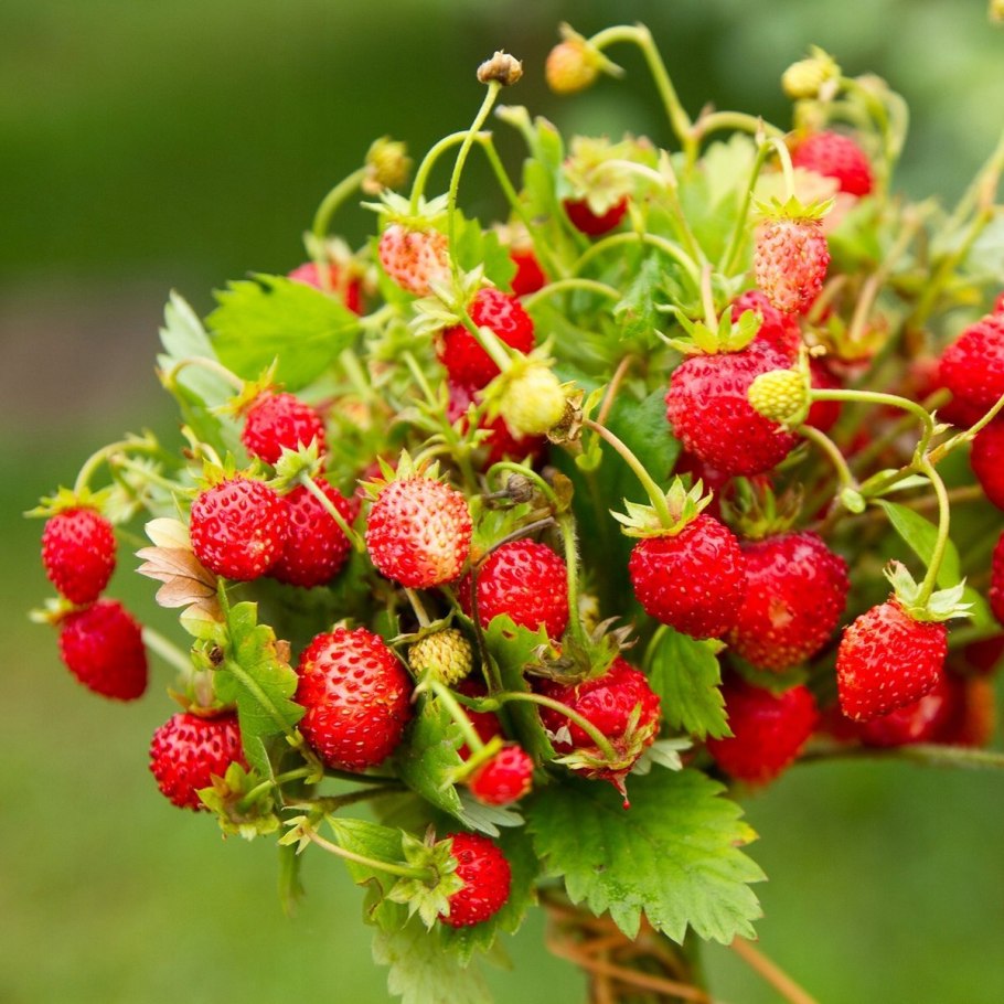 Земляника мускусная, Лесная клубника.