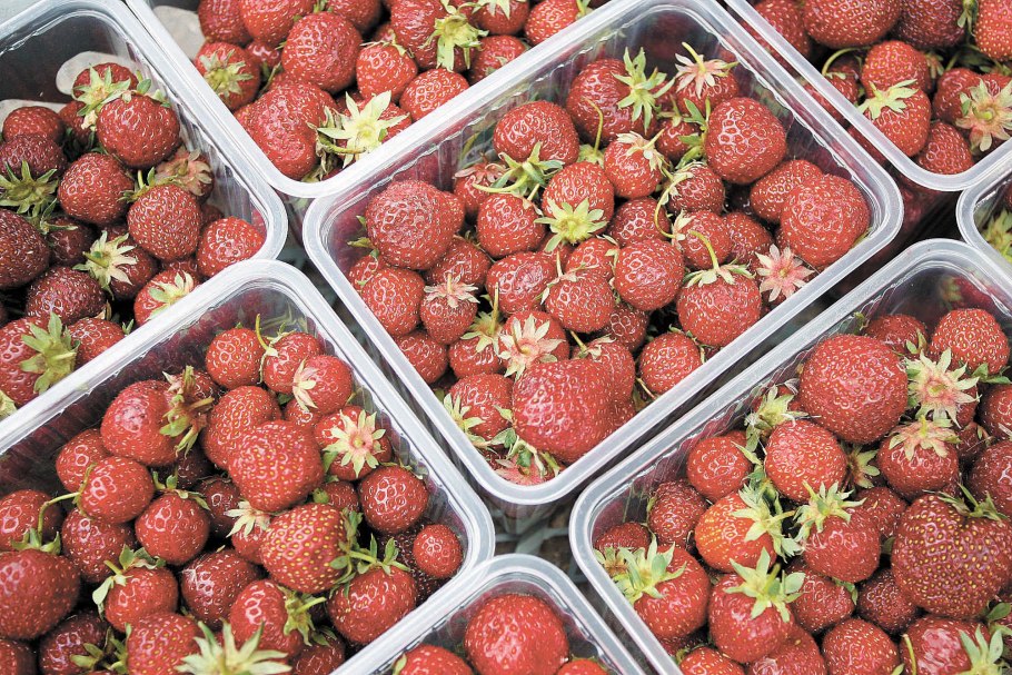 Земляника мускатная