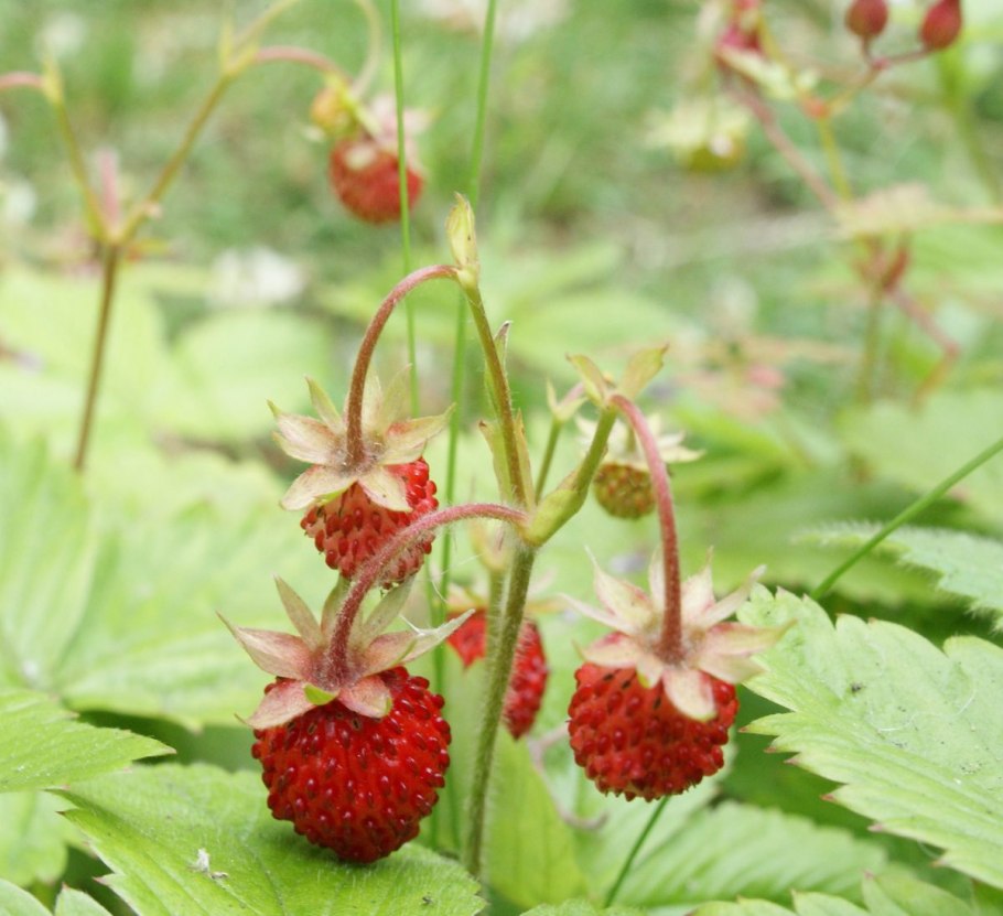 Земляника таксоны