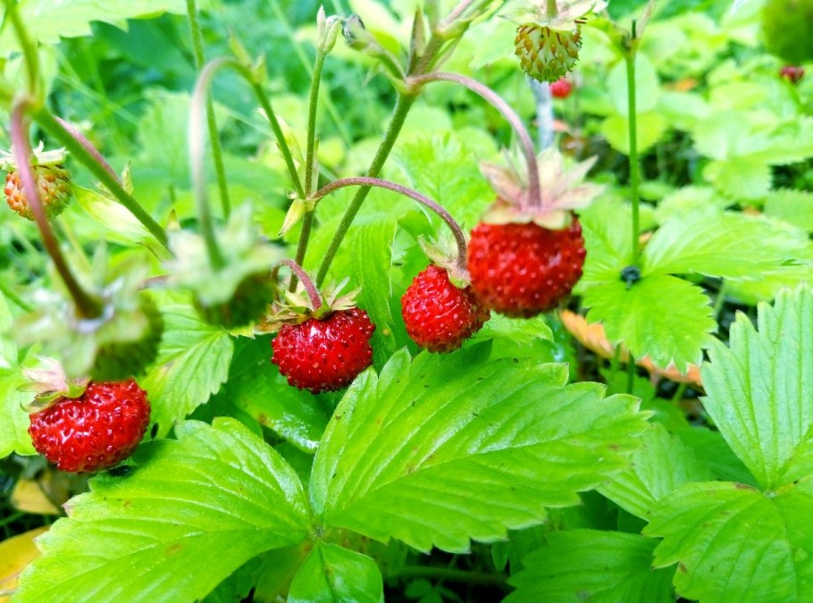 Азиатская клубника Лесная, земляника Восточная Fragaria orientalis