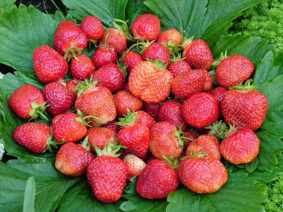 Земляника мускусная