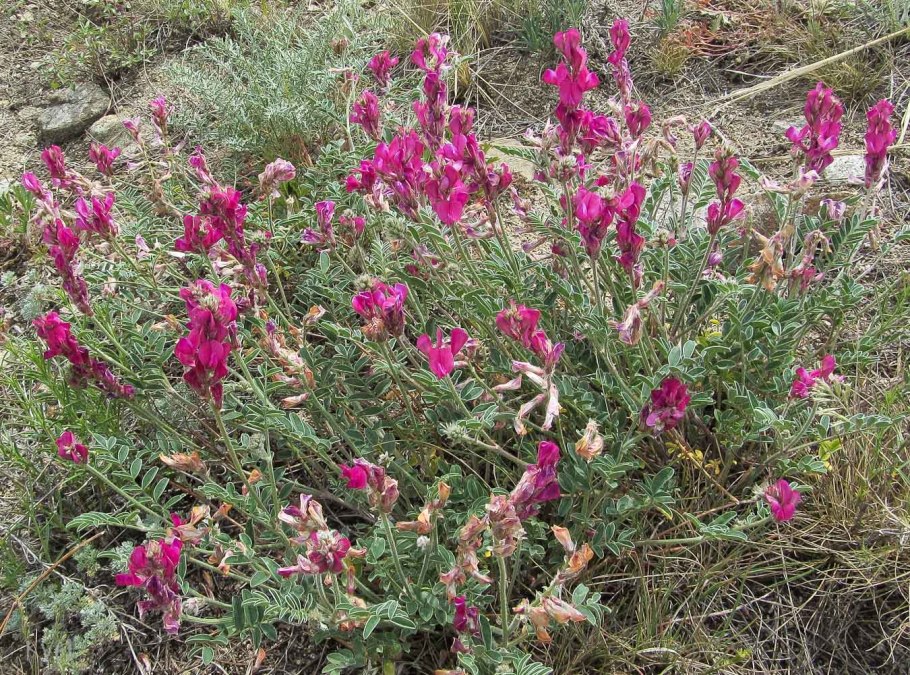 Копеечник щетинистый