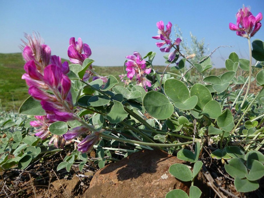 Копеечник Альпийский (Hedysarum alpinum)