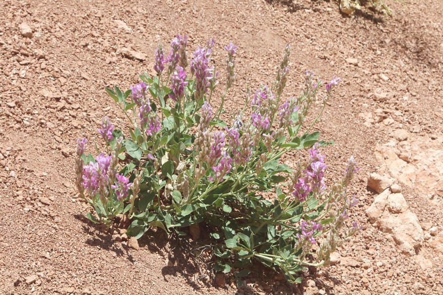 Копеечник кавказский (Hedysarum caucasicum)