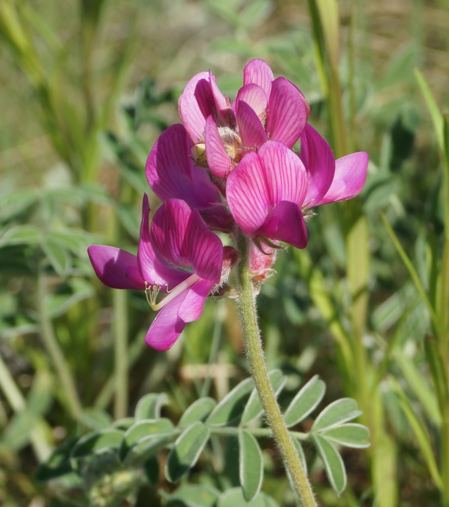 Копеечник Гмелина