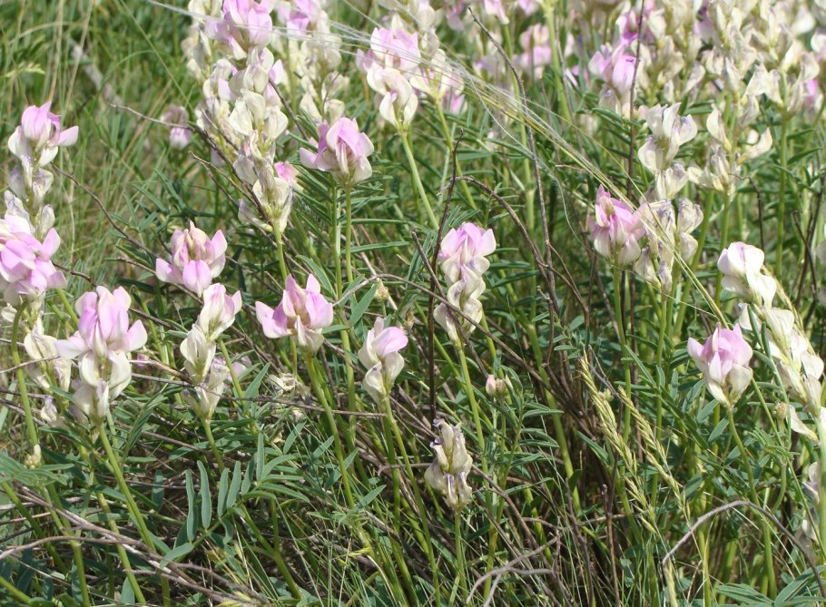 Копеечник Разумовского (Hedysarum razoumovianum