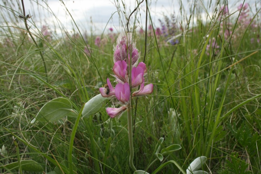 Копеечник Уссурийский