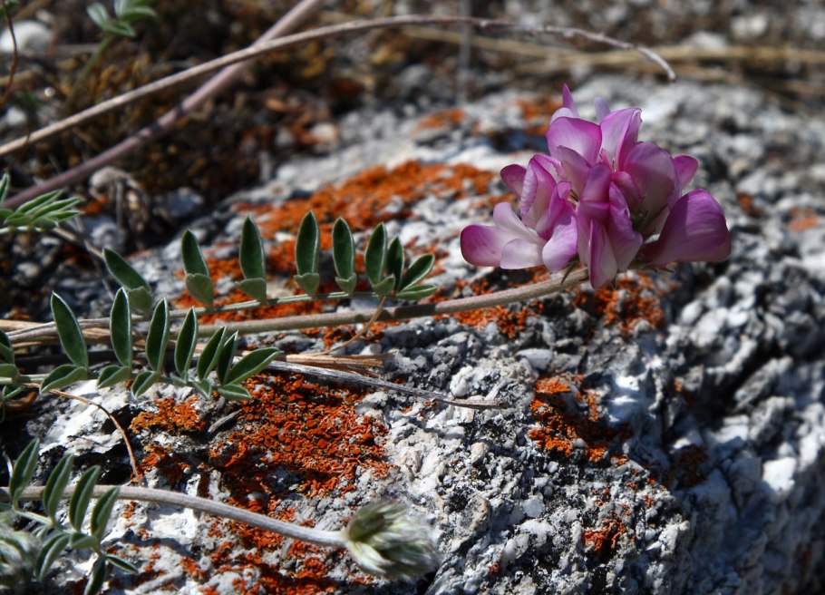 Hedysarum grandiflorum