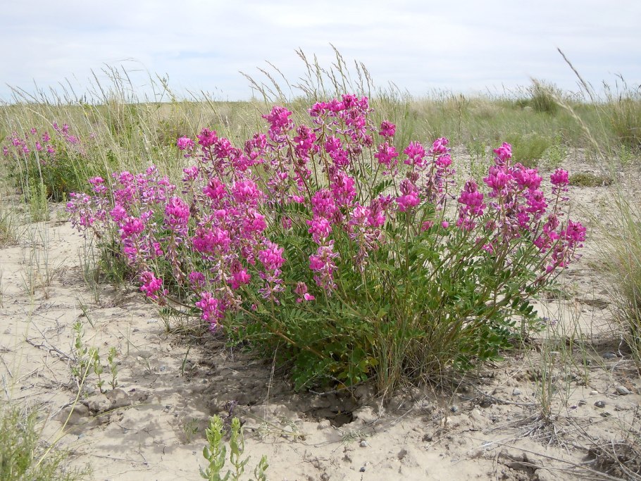 Hedysarum grandiflorum