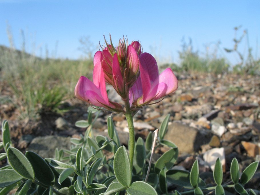 Копеечник зундукский Байкал