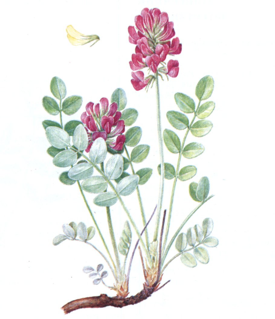 Копеечник Южно-Сибирский