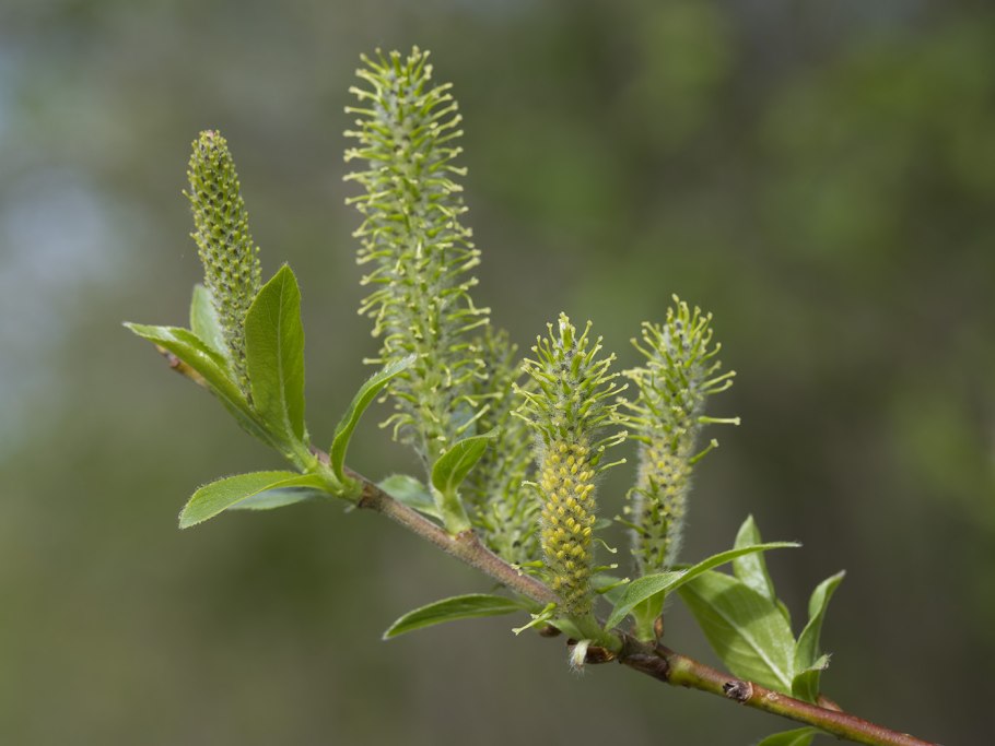 Ива белая Salix Alba плоды