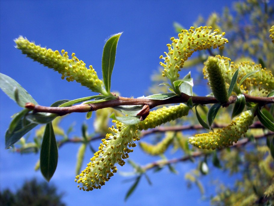 Ива ломкая Salix fragilis