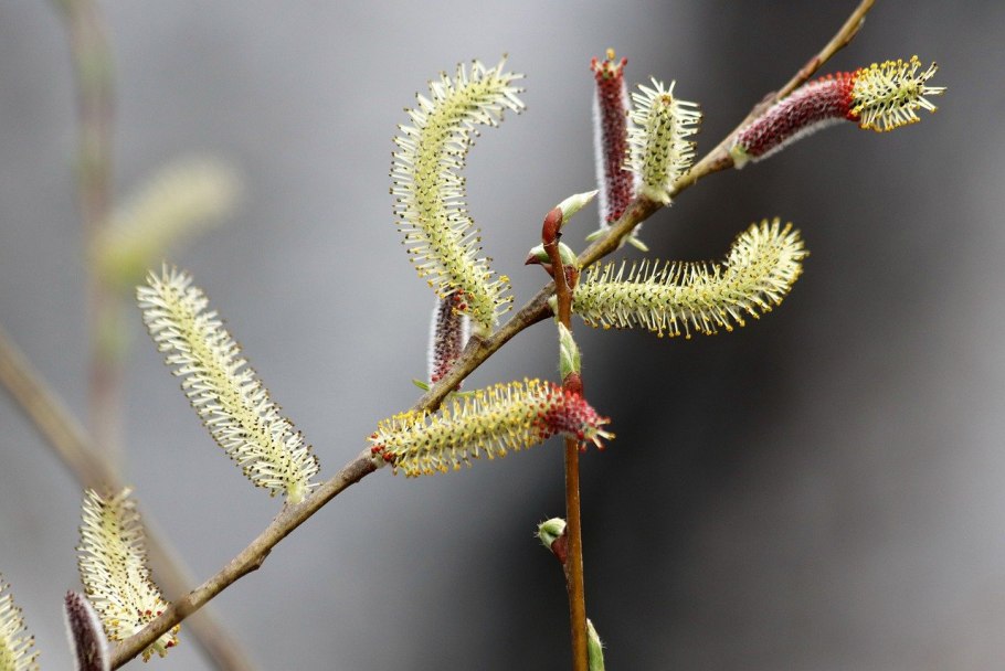 Ива белая ф плакучая желтокорая (Salix Alba)