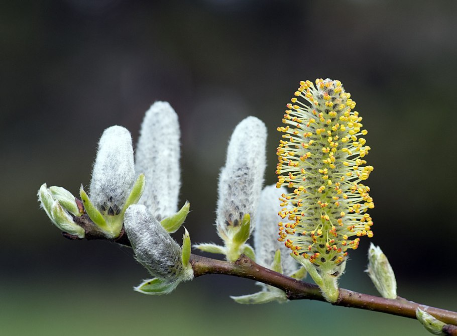 Ива буреющая