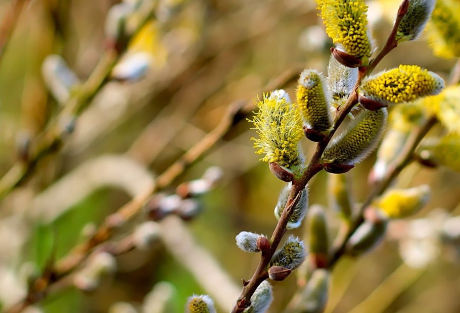 Ива Удская "Секка" (Salix Udensis «Sekka»)