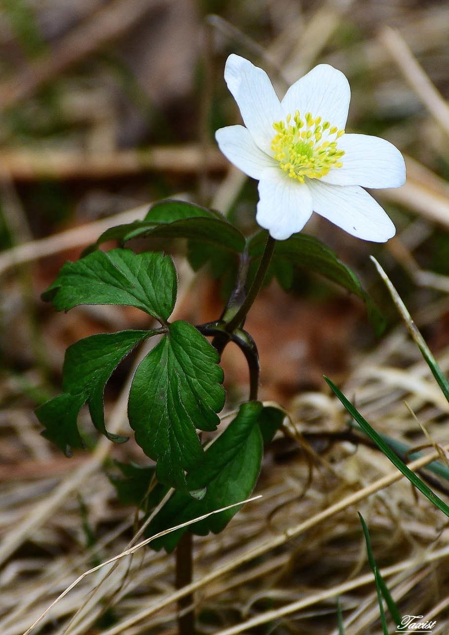 Ветреничка Уральская ветреница Уральская