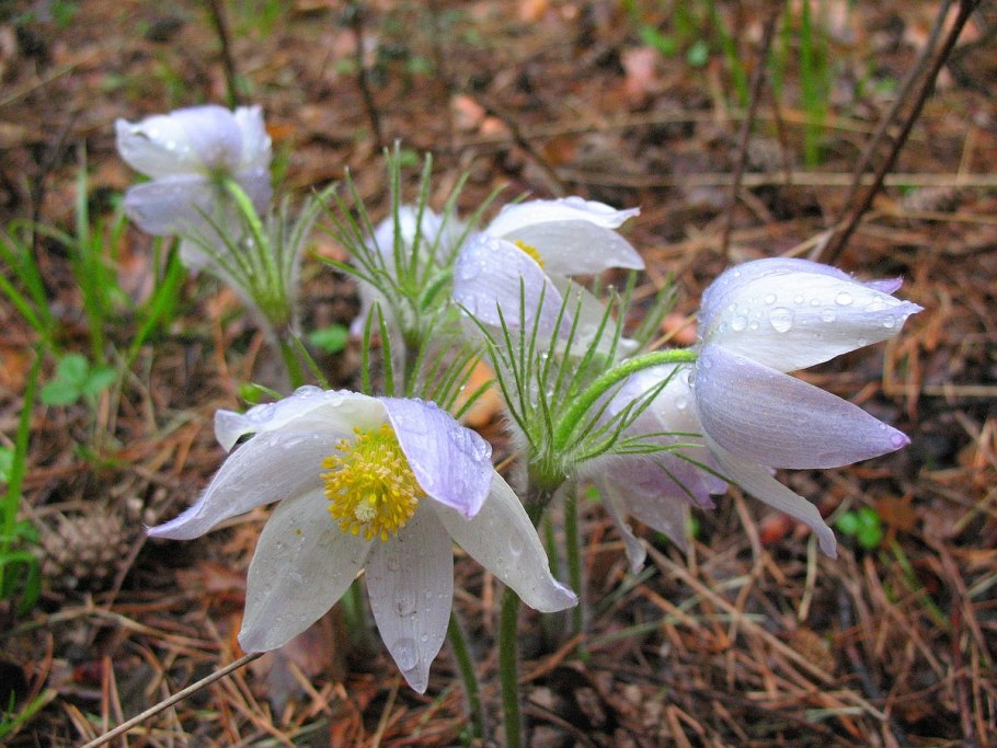 Осенние Лесные цветы