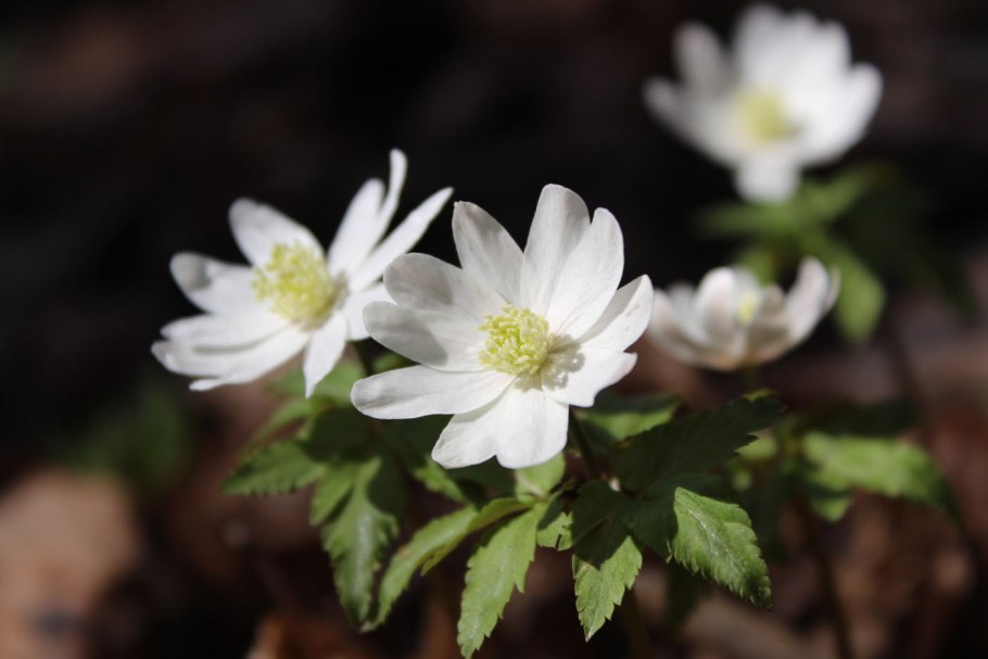 Ветреница Алтайская (Anemone altaica)