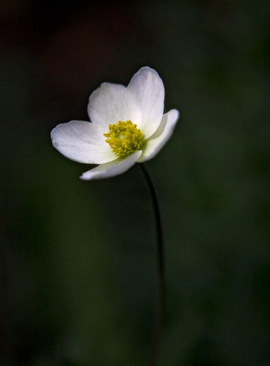 Ветреница Лесная первоцвет