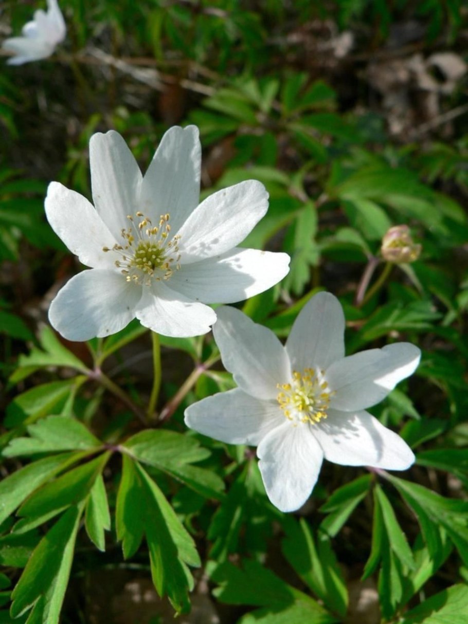 Ветреница Дубравная анемона