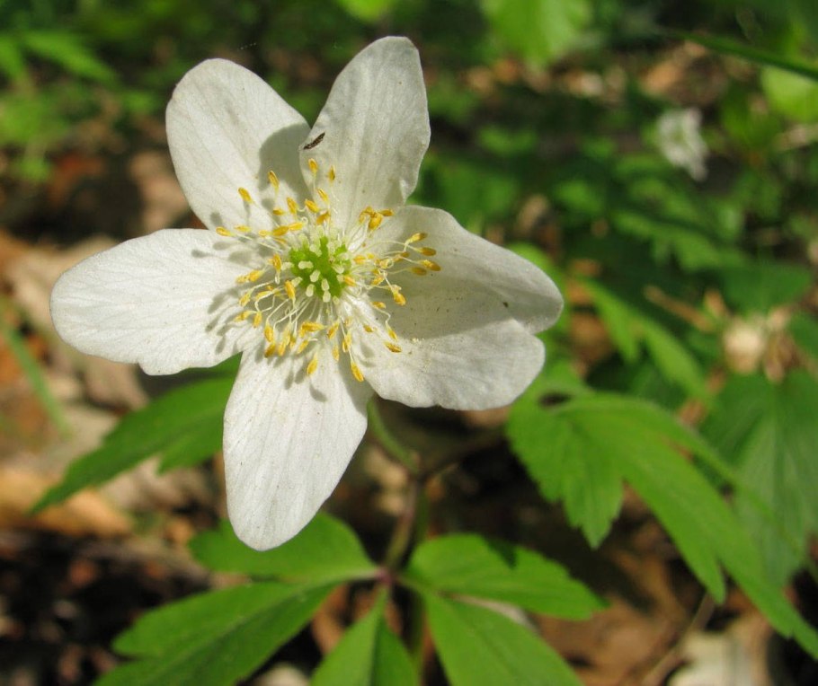Anemone ветреница Дубравная