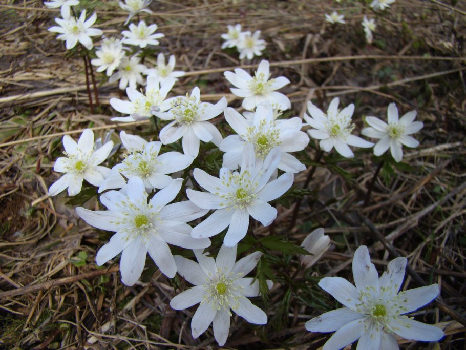 Ветреница Дубравная Подснежник