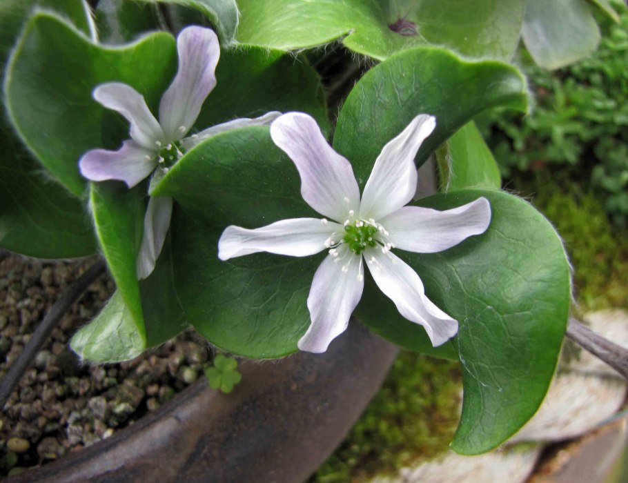 Ветреница Лесная первоцвет