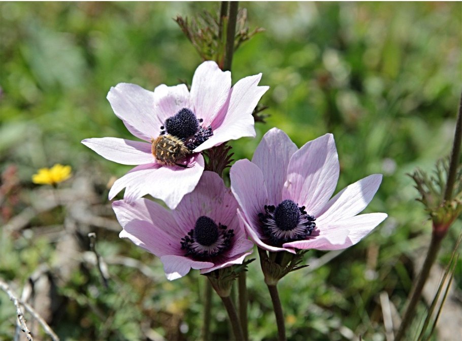 Ветреница Лесная, Дубравная