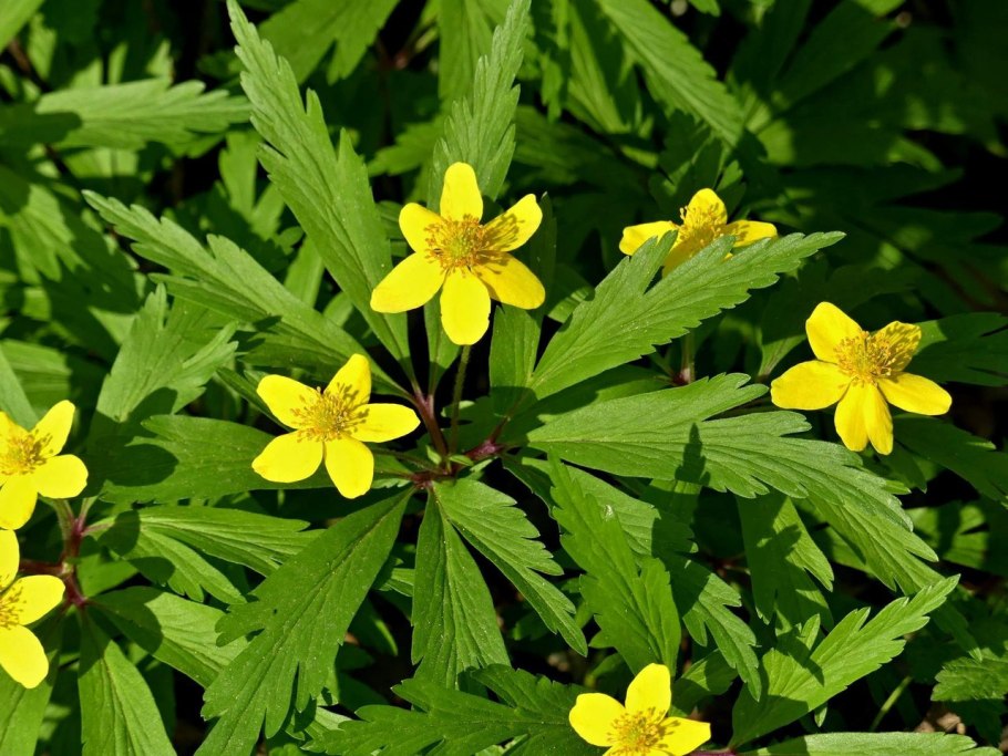 Анемона Лесная (ветреница Лесная)