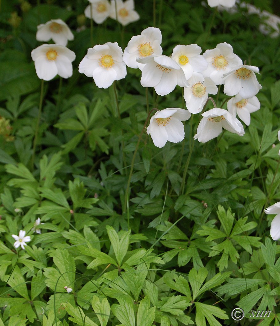 Ветреница Лесная (Anemone Sylvestris)