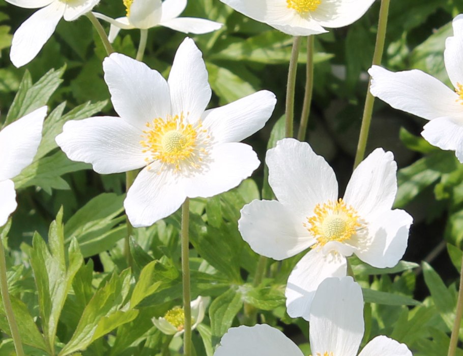 Анемона Лесная Anemone Sylvestris