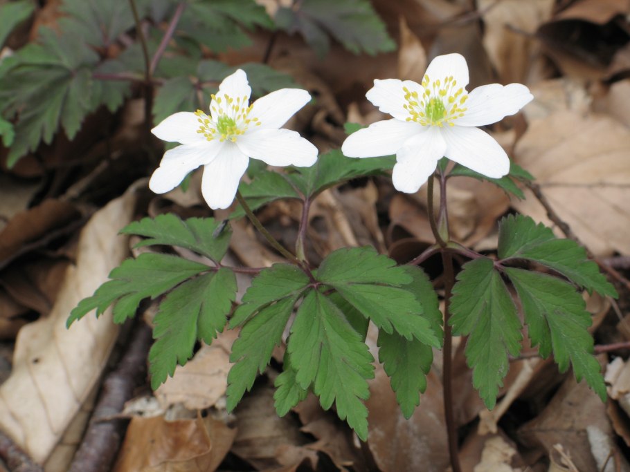 Ветреница Дубравная "viridescens" Anemone nemorosa "viridescens"