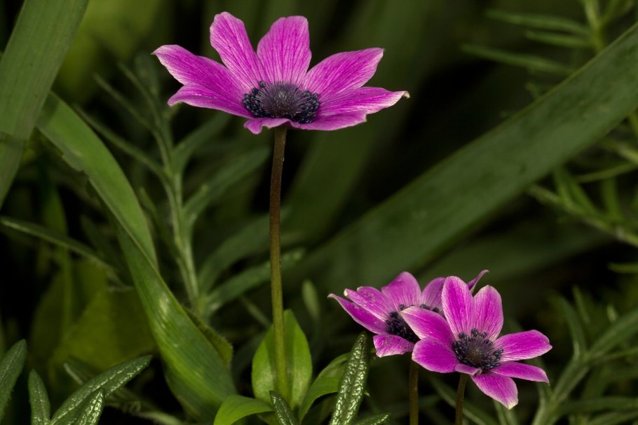 Ветреница цветок