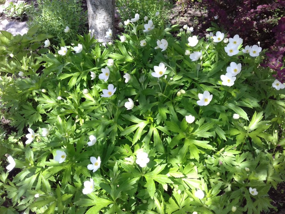 Анемона Лесная