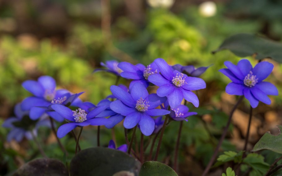 Anemone ветреница Дубравная