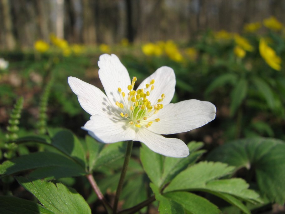 Ветреница (анемона) Лесная (Anemone Sylvestris)