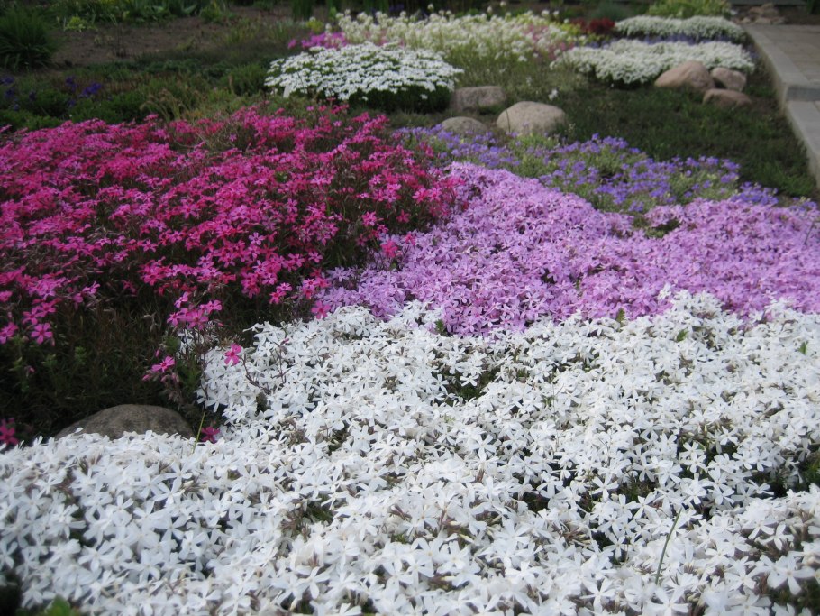 Бархатцы Мимимикс