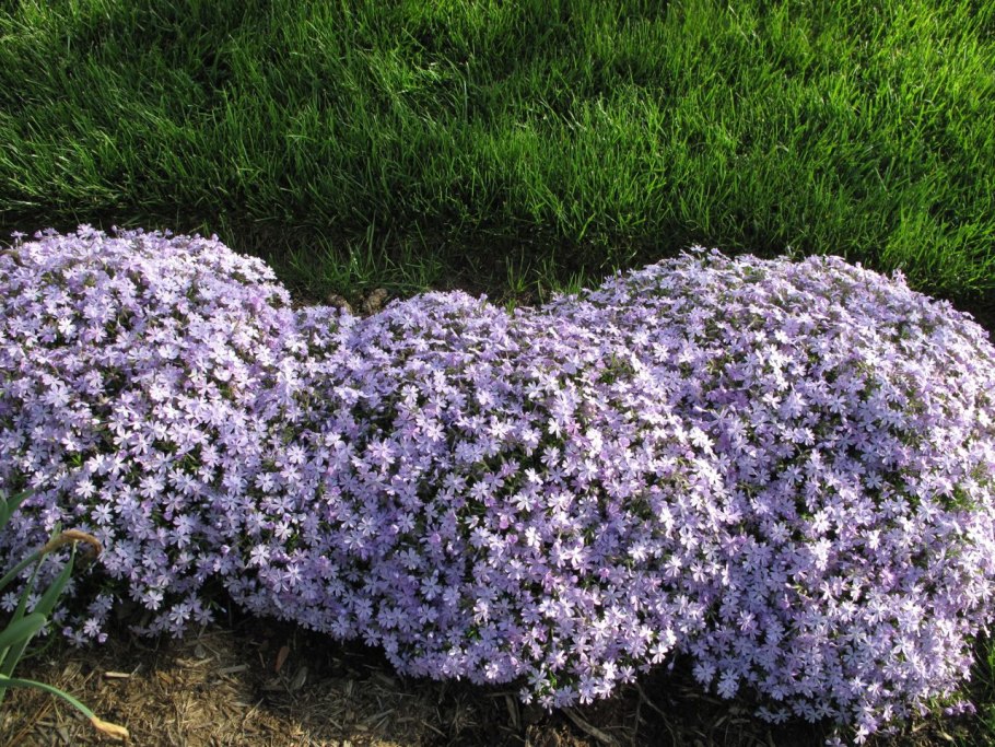 Примула Тесс!