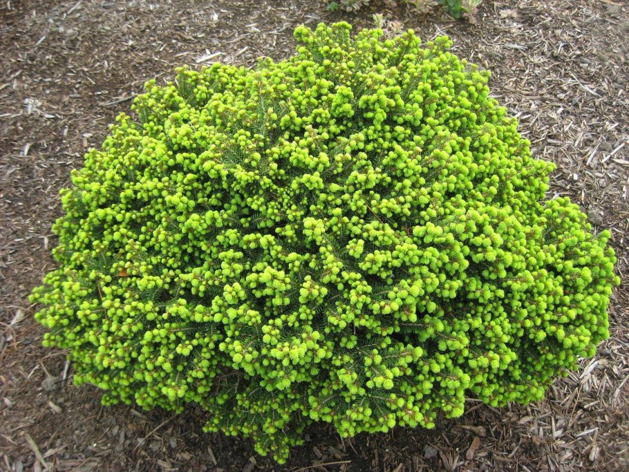 Многолетние зеленые растения