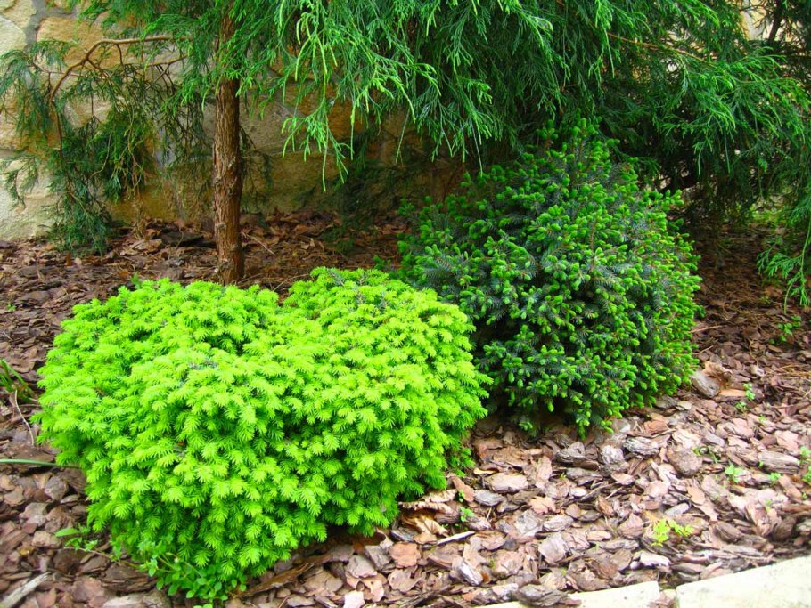 Очиток Даззлберри *Sunsparkler