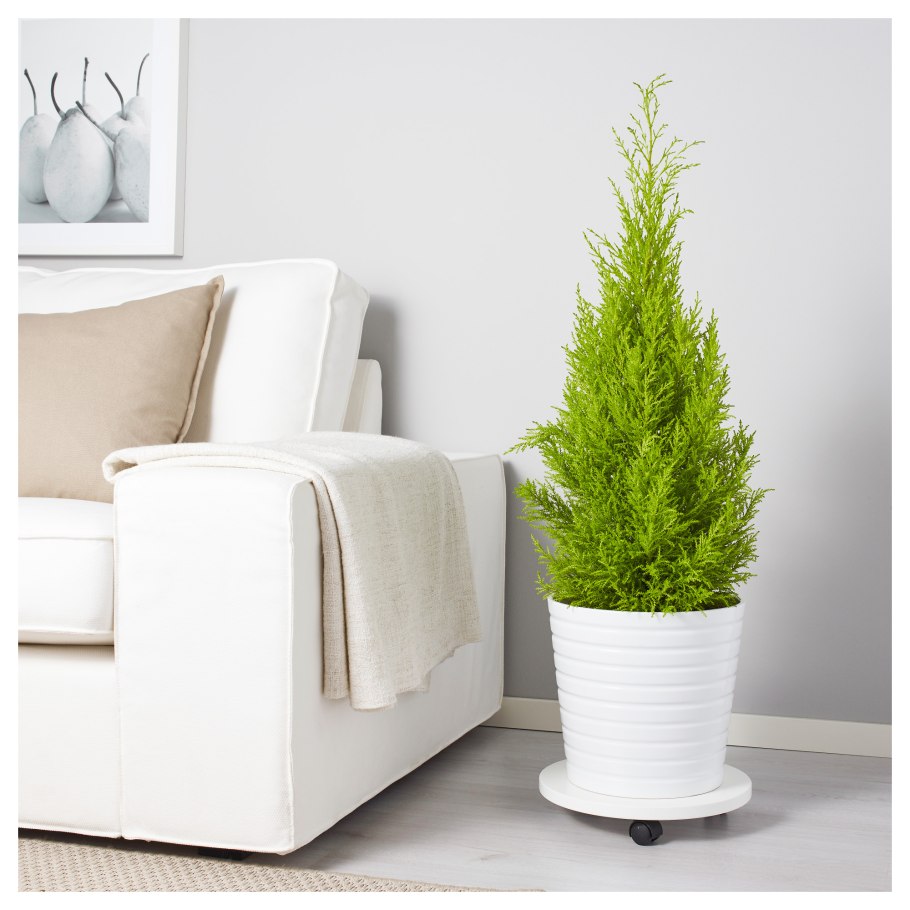 Лечуза puro 50