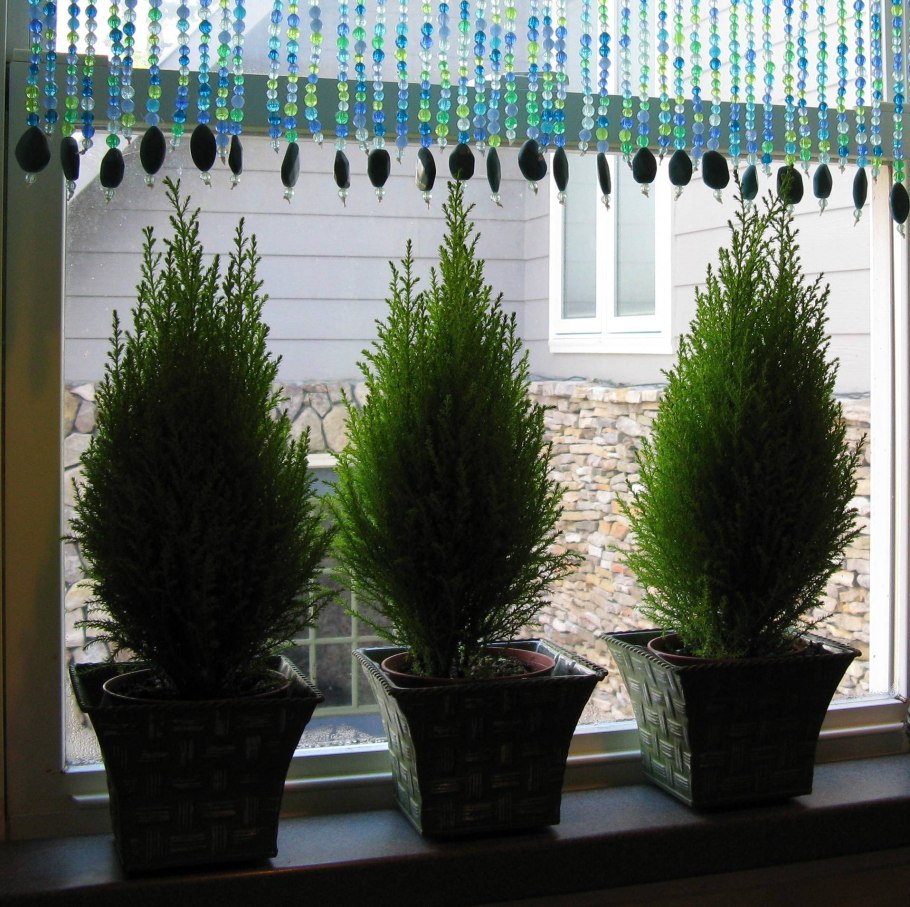 Кипарис Голдкрест Вилма