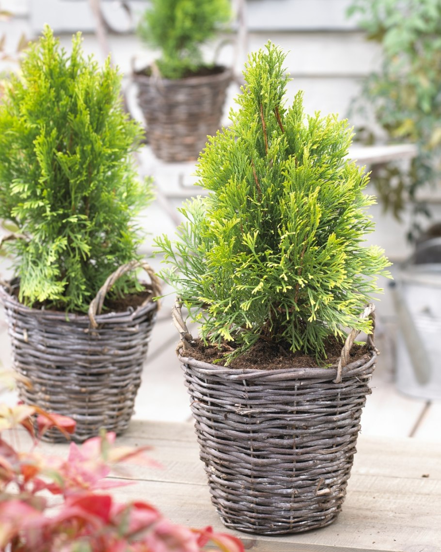 Хвойник Купрессус