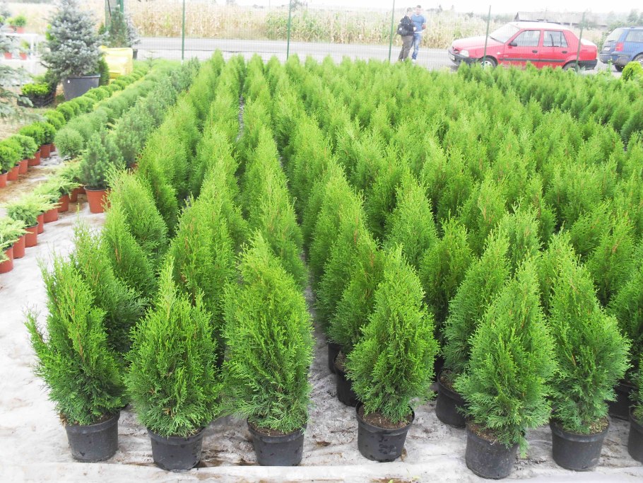 Туя горшечная