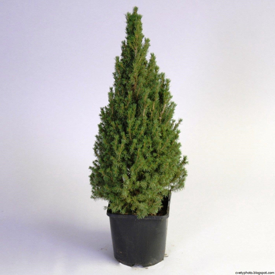 Туя кипарисовик