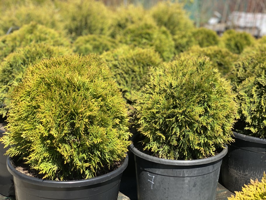 Шаровидные туи Кипарис